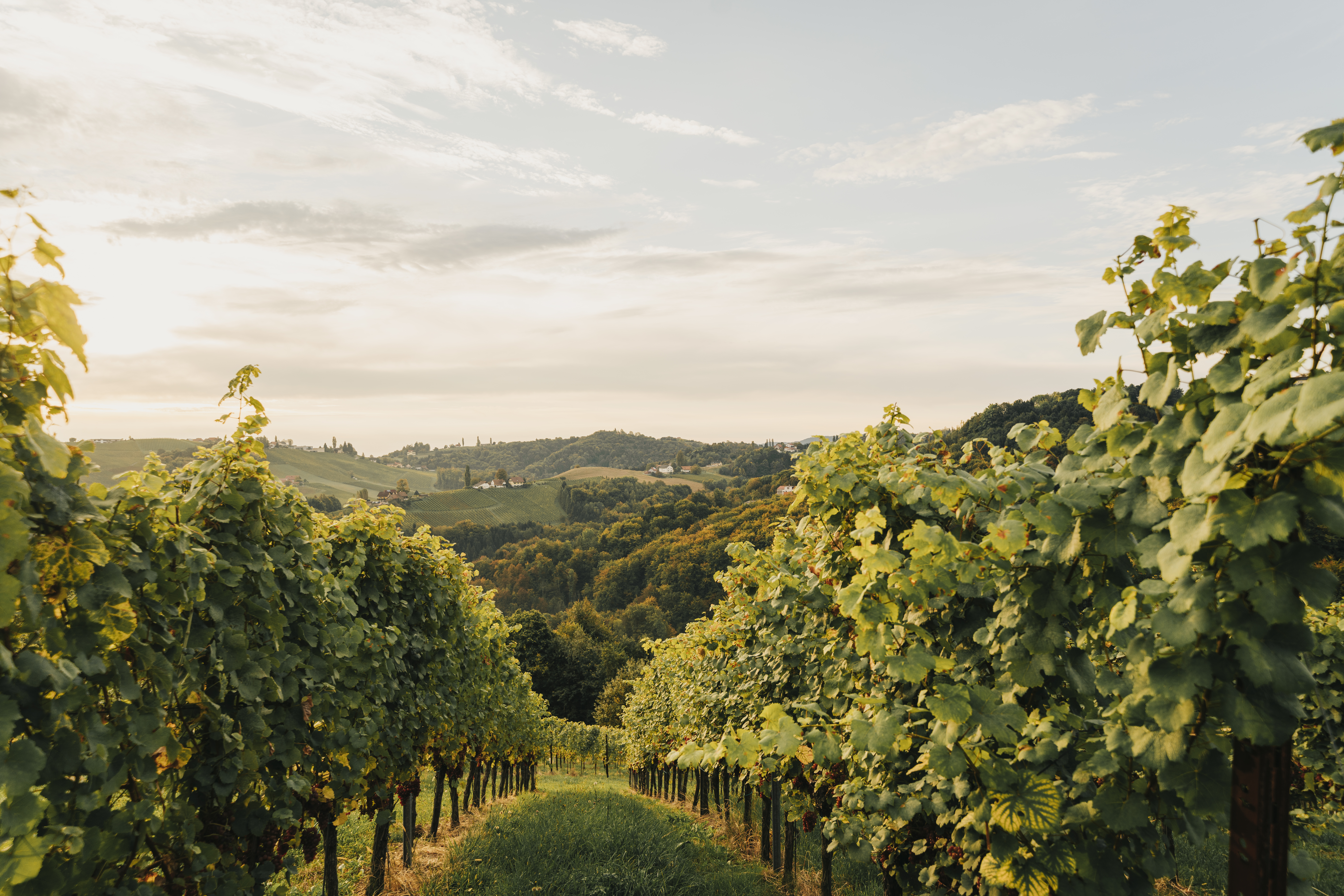 Der Wanderweg durch die Weinberge von Hoch Sernau
