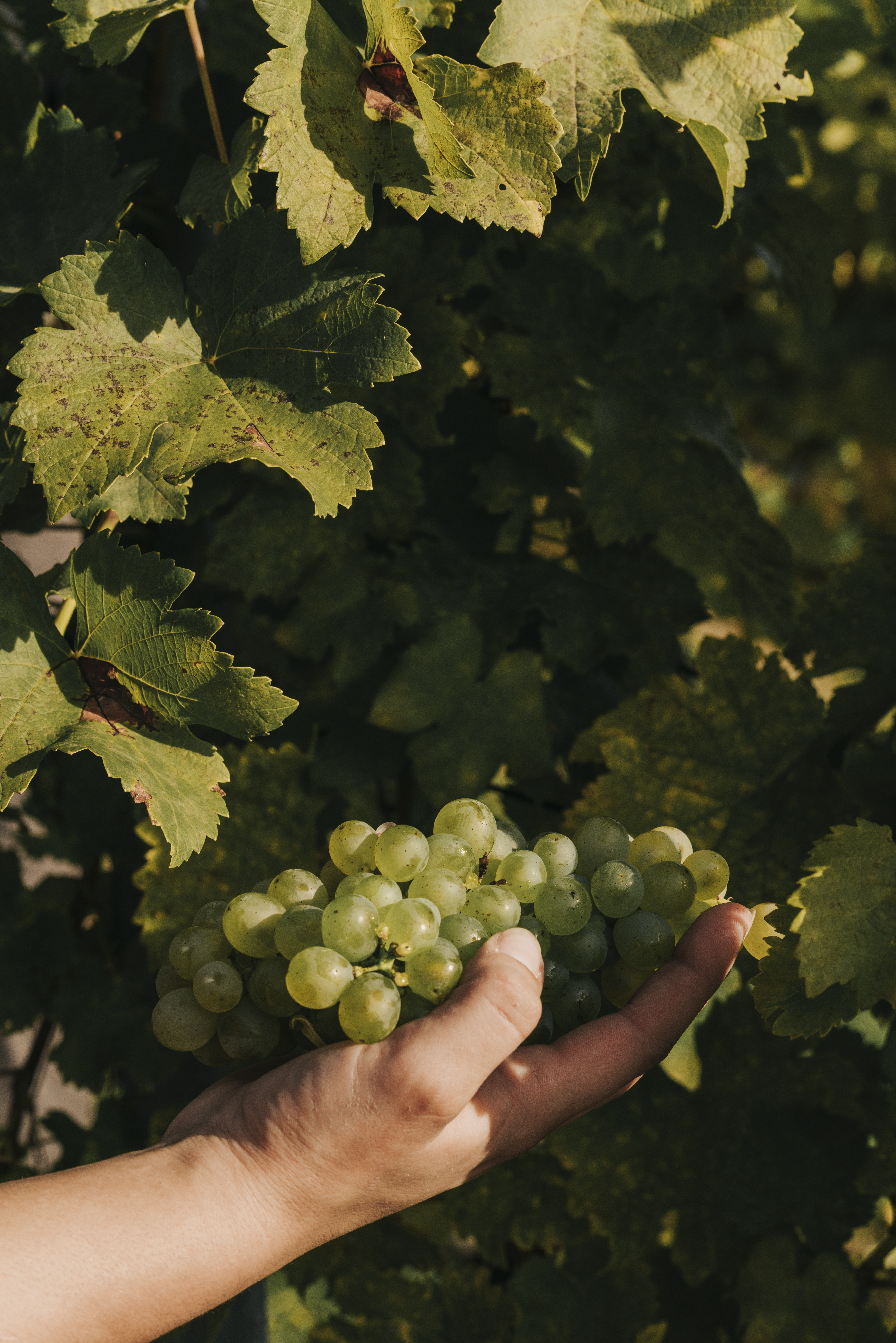 Sauvignon-Blanc-Trauben im Ried Sonneck