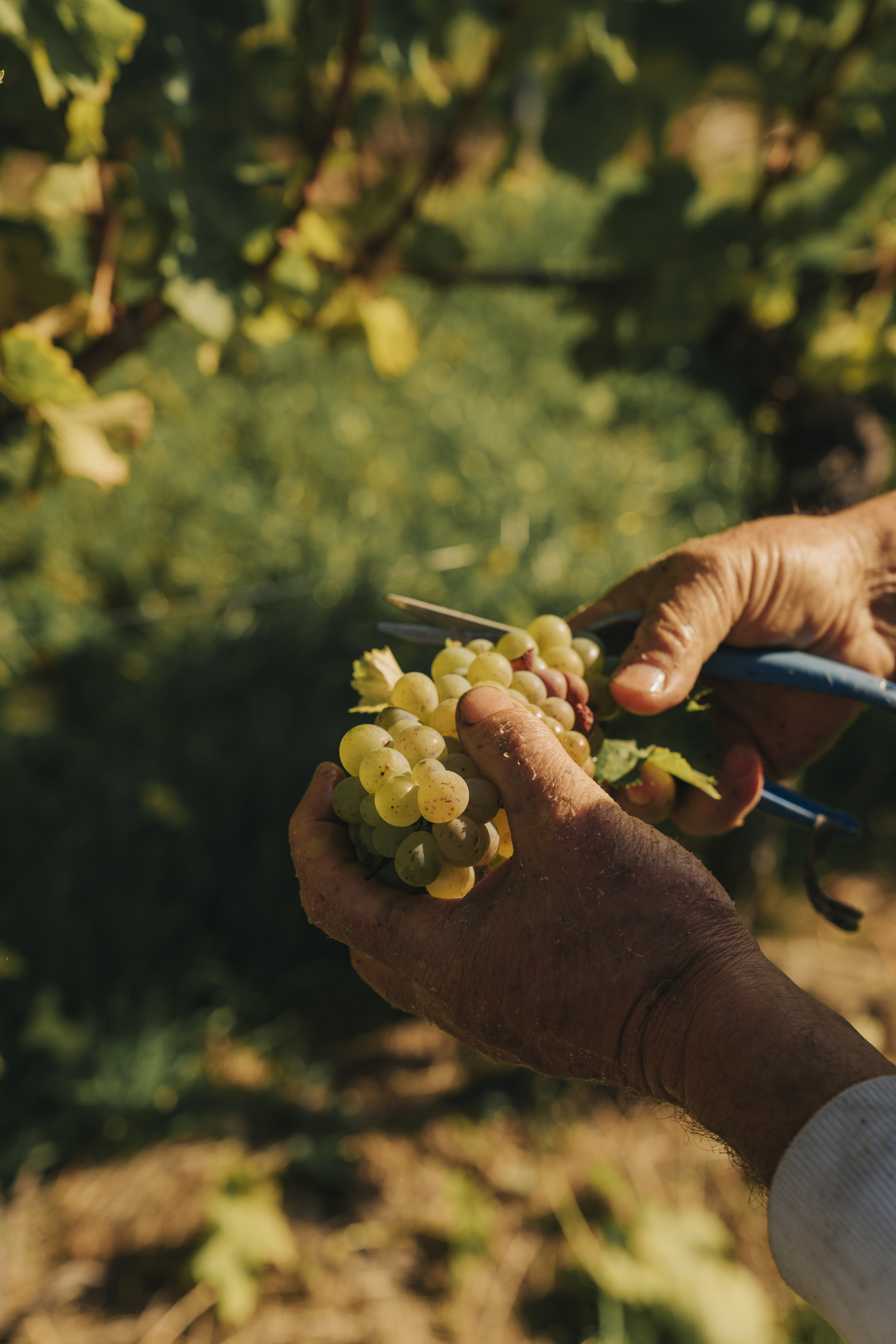 Sauvignon Blanc in alter Anlage