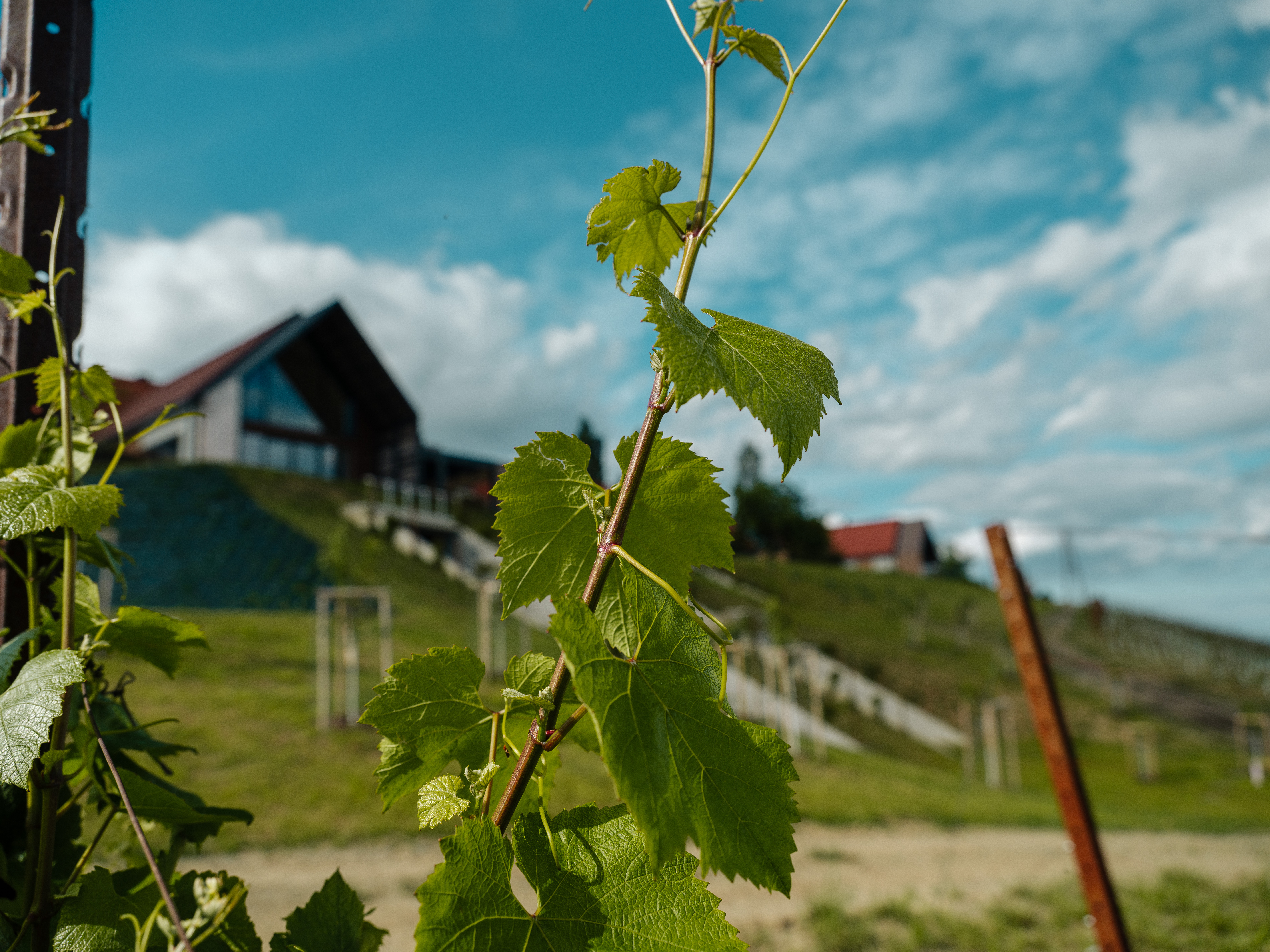 Reben und Hanglage am Steinbach