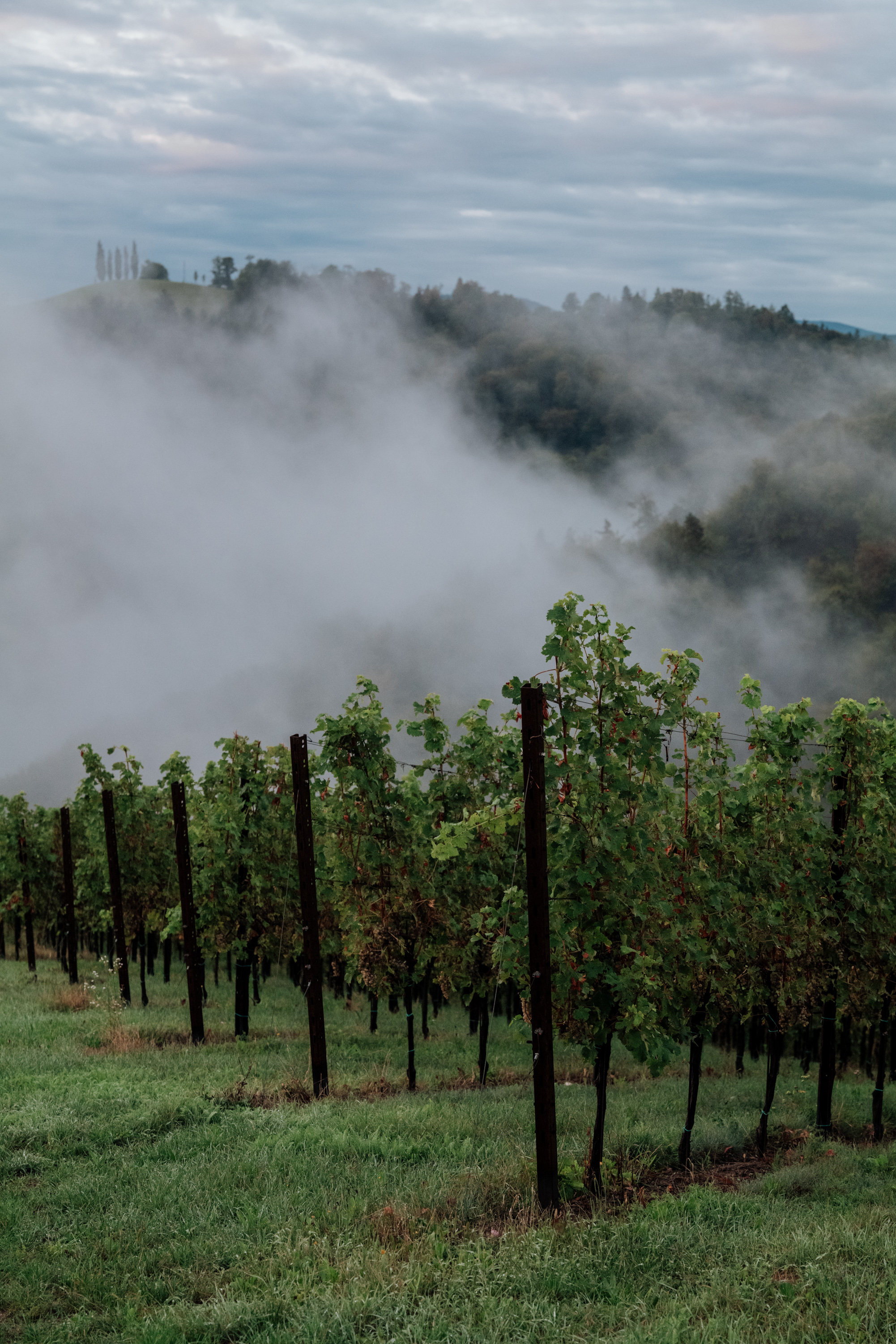 Morgennebel über den Rebzeilen von Hoch Sernau