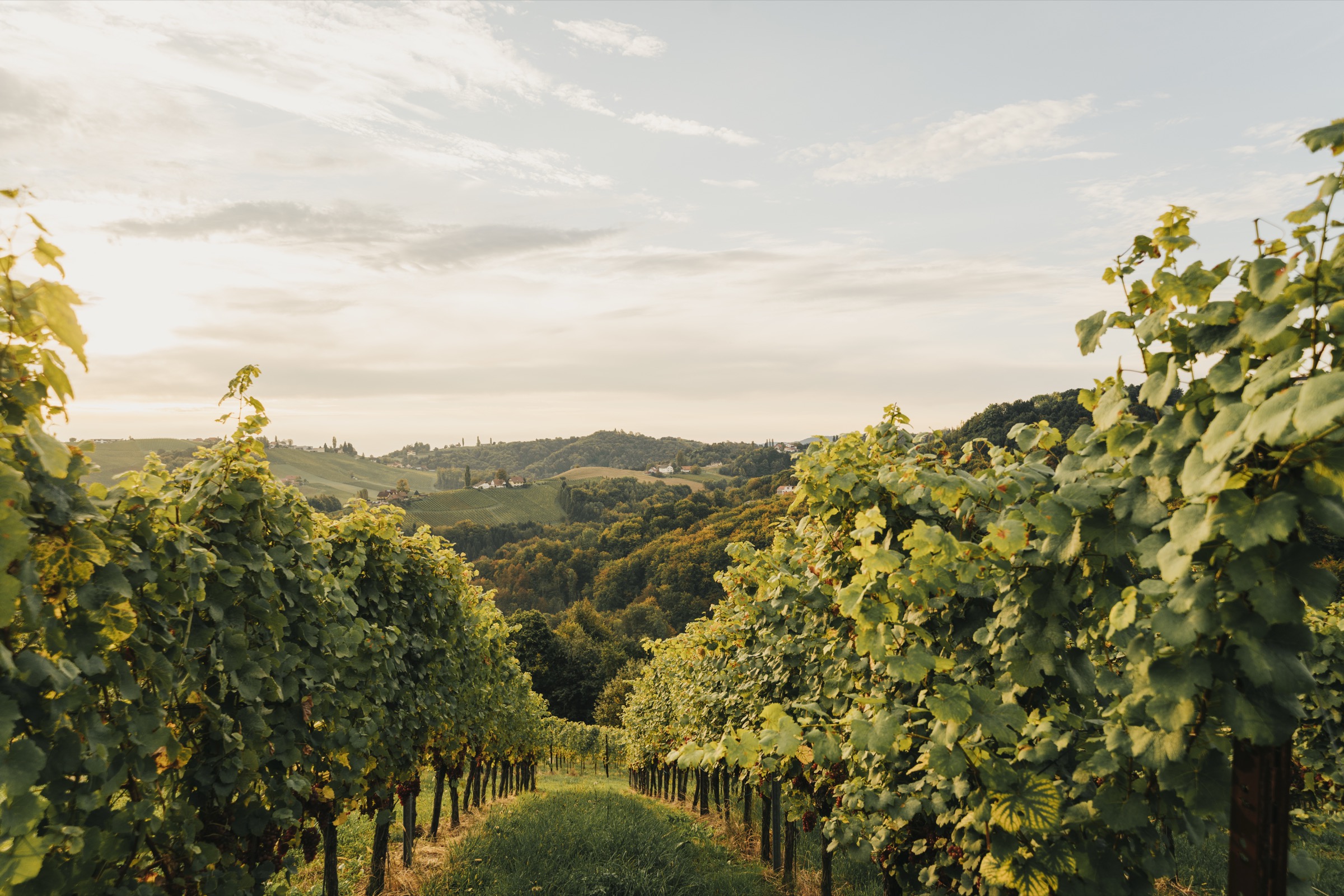 Weinberge im Abendlicht — Vorschaubild der Version v03
