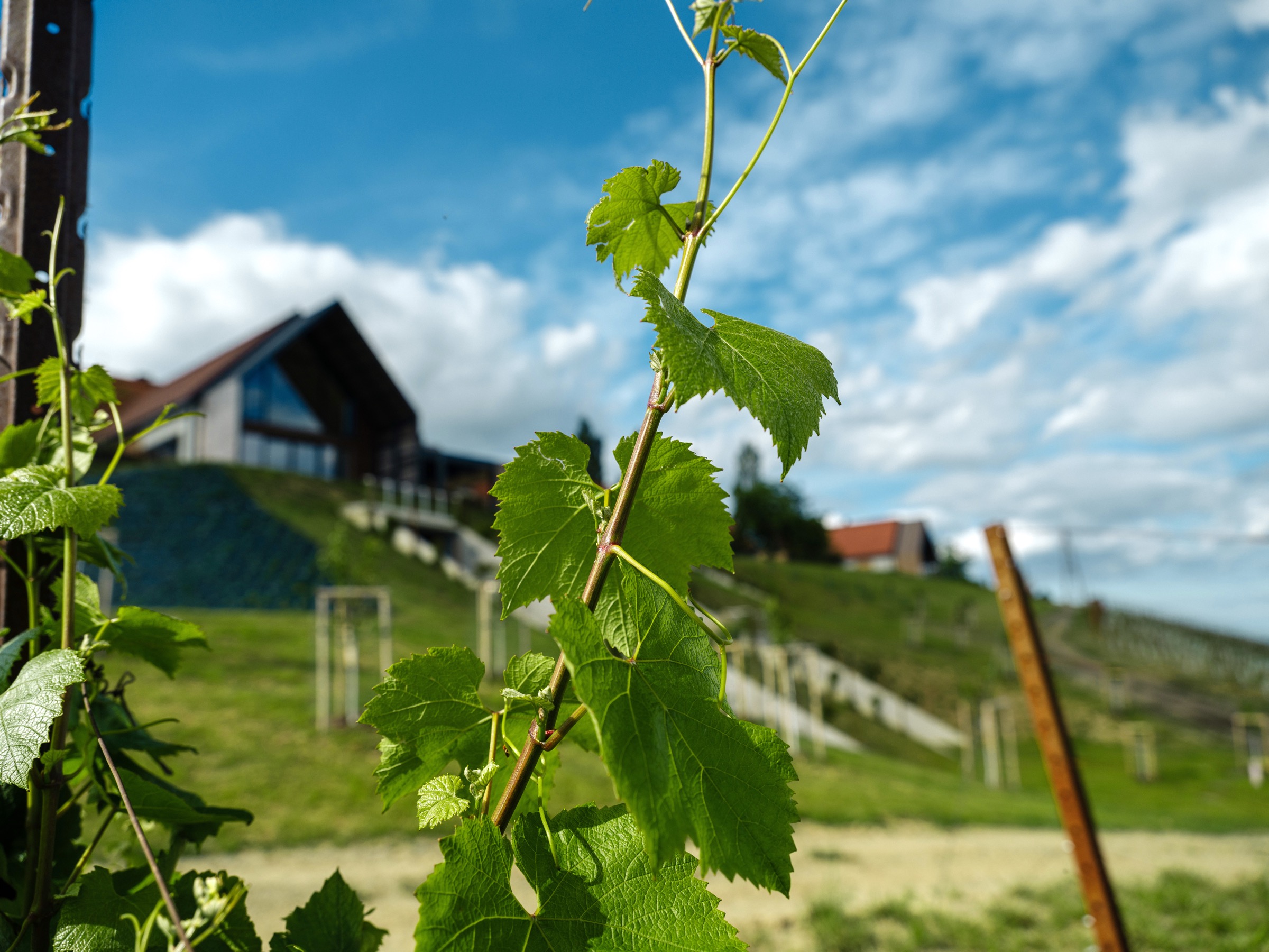 Ried Hoch Sernau