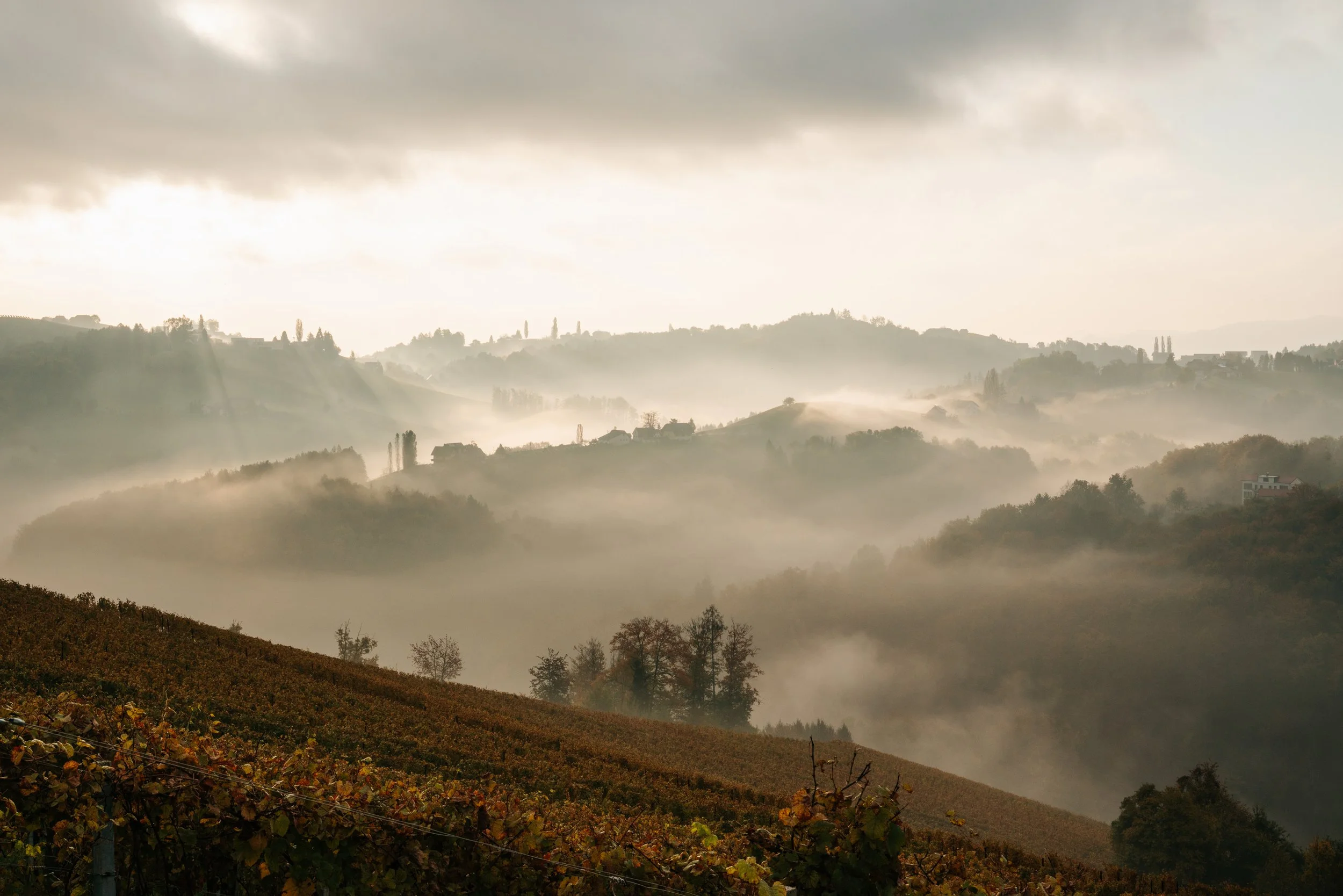 Weinberge der Domaine 1196 im goldenen Abendlicht